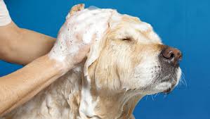 optie Of anders Broederschap Beste hondenshampoo tegen jeuk - 10 Tips tegen jeuk bij honden